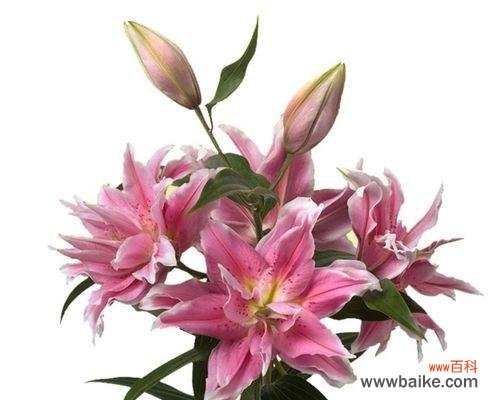 用花语讲述真爱、纯洁与希望 百合花的含义与象征——花开世界美好之门