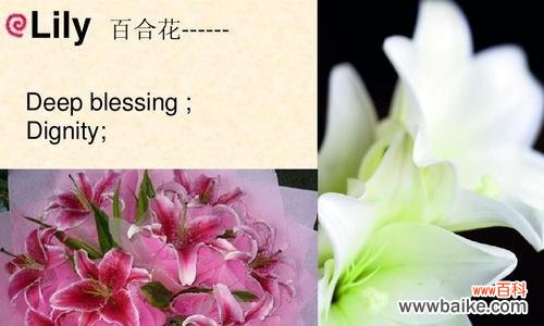 揭示百合花所代表的情感和美好寓意 百合花的花语与意义