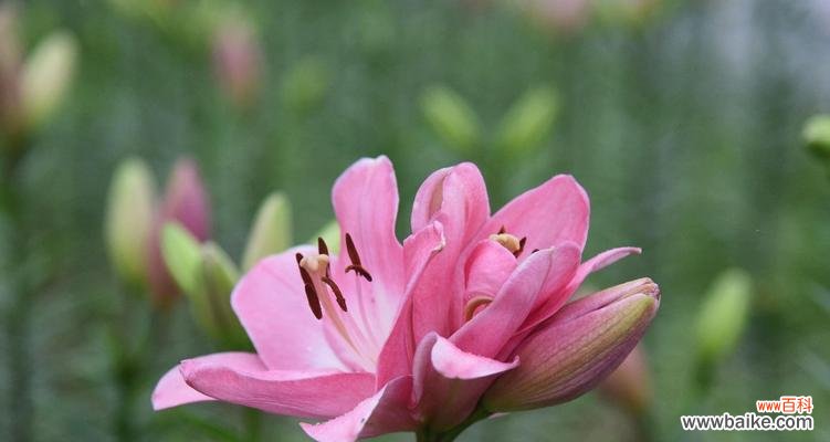 揭示百合花所代表的情感和美好寓意 百合花的花语与意义