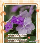 探寻野牡丹的美丽与寓意 以巴西野牡丹