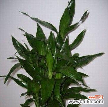 橙子在风水中的寓意和摆放位置