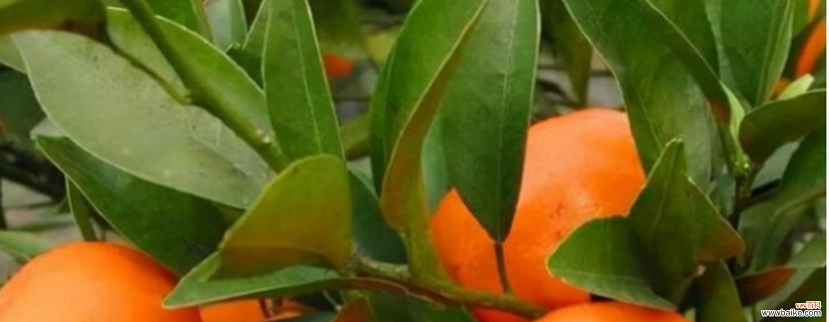 橙子的象征意义及其在文化中的重要性 橙子