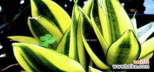 揭开富贵 探秘常春藤的寓意与象征风水