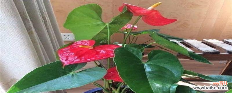 揭开富贵 探秘常春藤的寓意与象征风水