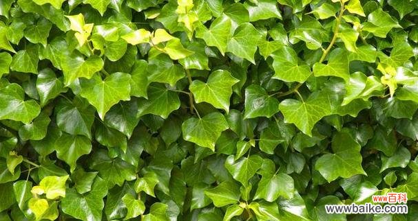 常春藤的花语探究——寄予永恒的爱与忠诚 常春藤之花语及其意义