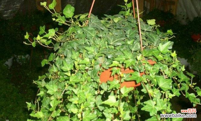 常春藤的花语探究——寄予永恒的爱与忠诚 常春藤之花语及其意义