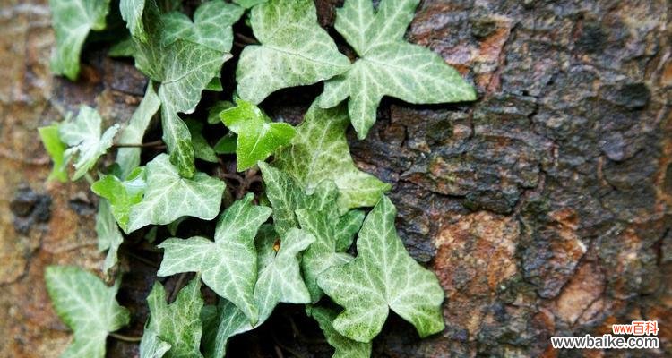 常春藤的花语探究——寄予永恒的爱与忠诚 常春藤之花语及其意义