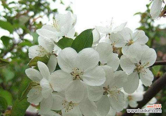 揭示茶蘼花的深层意义 茶蘼花的寓意与象征