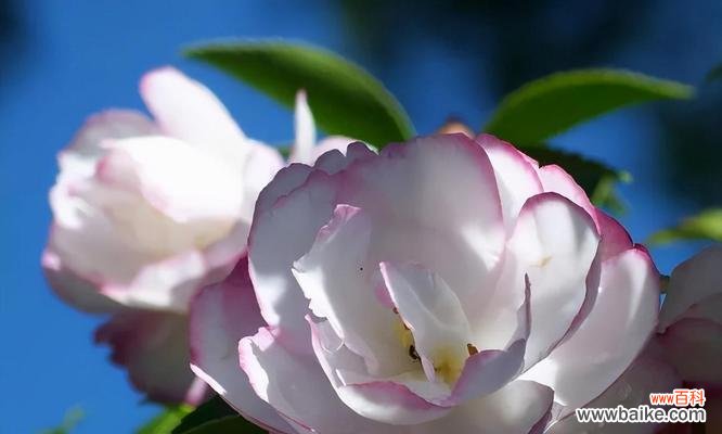 揭示茶蘼花语的神秘面纱 茶蘼花语的含义及其重要意义