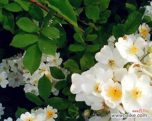 揭示茶蘼花语的神秘面纱 茶蘼花语的含义及其重要意义