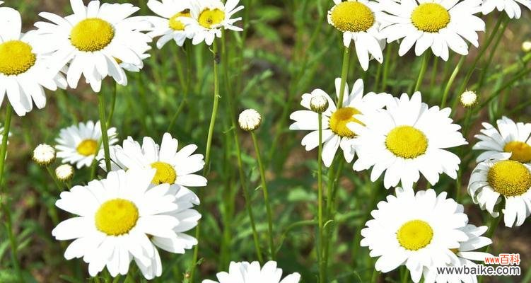 以雏菊象征着勇气 雏菊