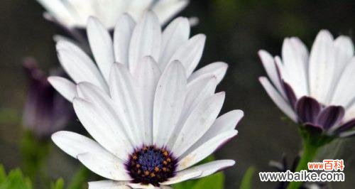 向世界传递的美好祝愿 雏菊花语