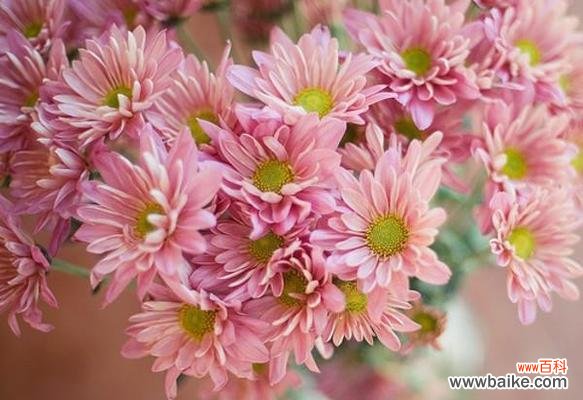 向世界传递的美好祝愿 雏菊花语