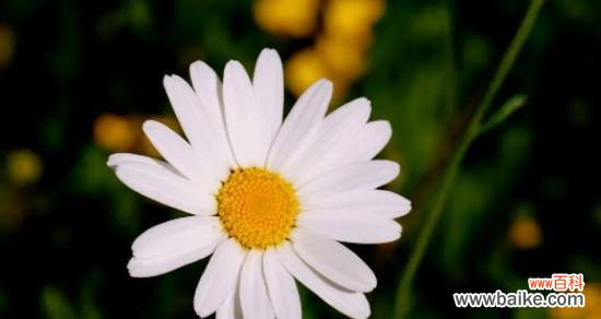 向世界传递的美好祝愿 雏菊花语