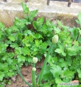 探寻葱花开花的意义 葱花绽放的寓意与预兆