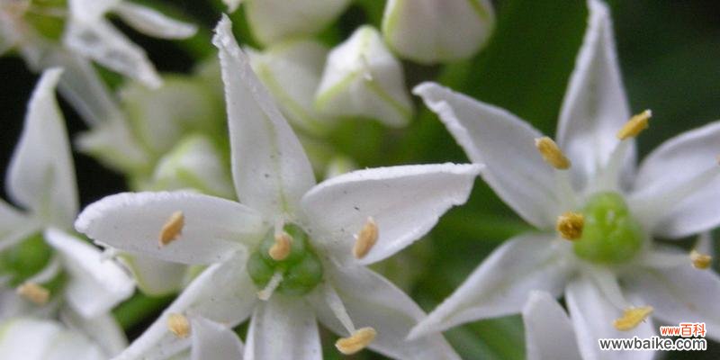 探寻葱花开花的意义 葱花绽放的寓意与预兆