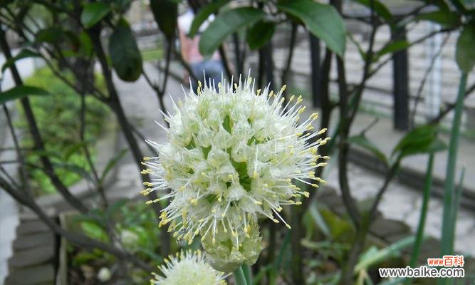 探寻葱花开花的意义 葱花绽放的寓意与预兆