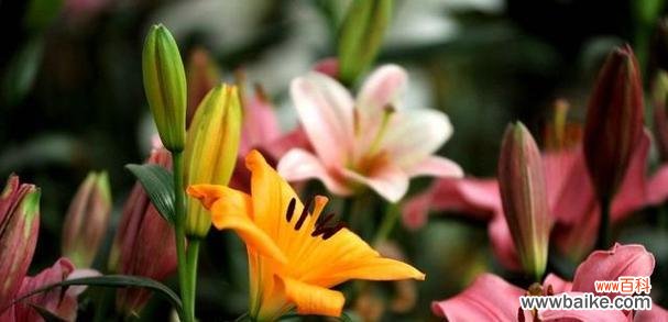 百合花的含义及象征 百合花