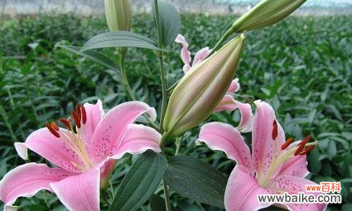 百合花的含义及象征 百合花