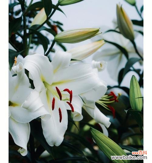 探秘百合花的美丽与寓意 百合花的特点和象征