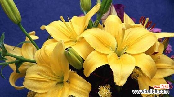 探寻百合花的美丽与意义 百合花的象征意义及文化传承