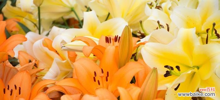探寻百合花的美丽与意义 百合花的象征意义及文化传承