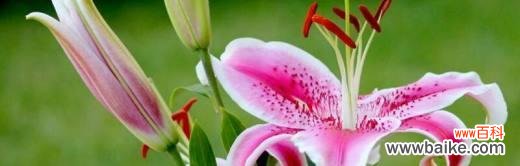 百合花的花语与文化内涵 百合花的象征意义