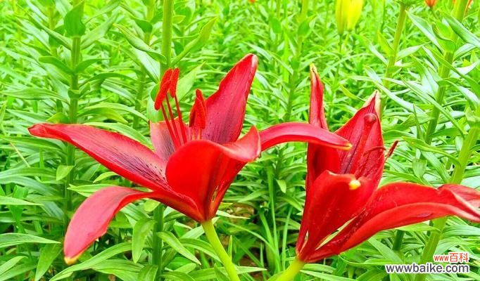 揭秘百合花的神秘面纱 百合花的寓意与象征——美丽与纯洁