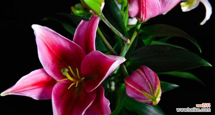 探索百合花的深意与象征 百合花的花语及含义