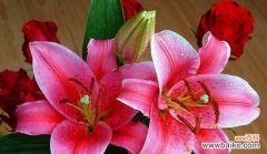 百合花的纯洁与希望 百合花的象征意义与寓意