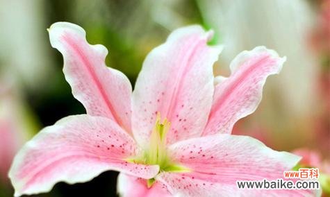 探索百合花的精神寓意和文化传承 百合花的象征意义与传说