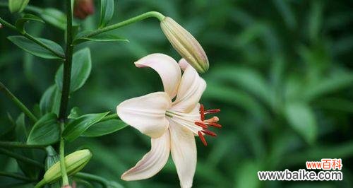 探索百合花的精神寓意和文化传承 百合花的象征意义与传说