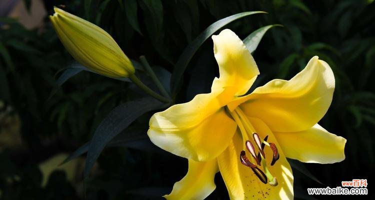 探索百合花的精神寓意和文化传承 百合花的象征意义与传说