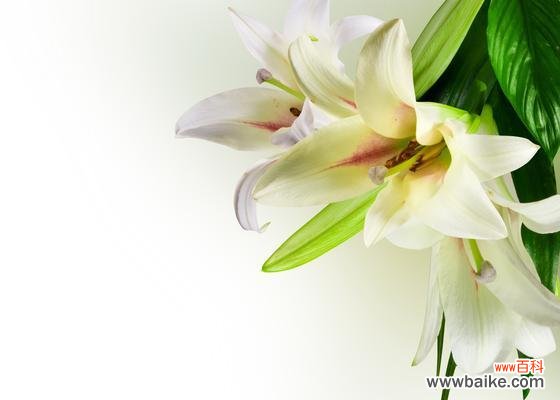 百合花 百合花的象征意义及文化传承