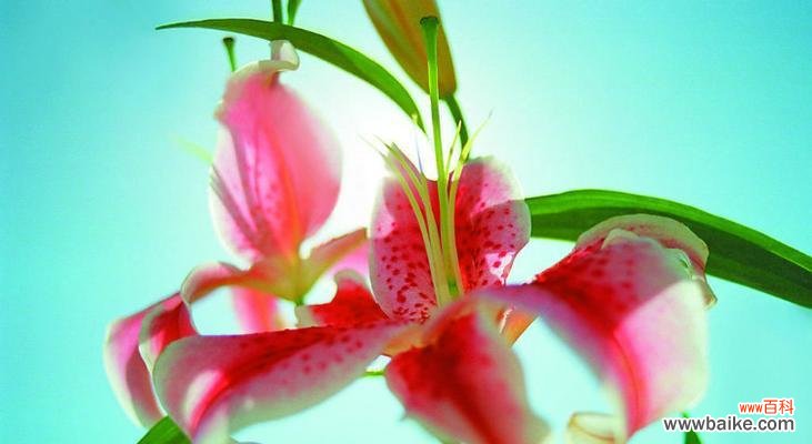 百合花 百合花的象征意义及文化传承