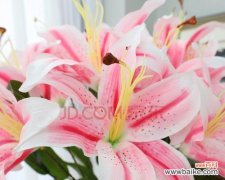 花海之间的纯洁与浪漫 百合花与玫瑰的深情寓意