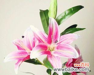 花海之间的纯洁与浪漫 百合花与玫瑰的深情寓意