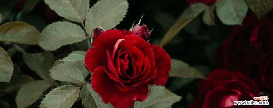 花海之间的纯洁与浪漫 百合花与玫瑰的深情寓意