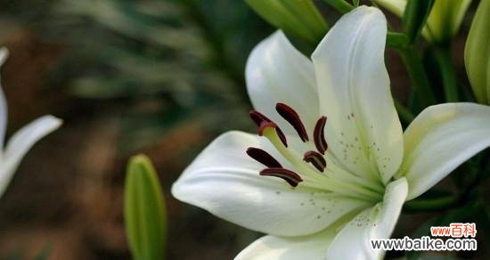 百合花语传递的美好与深意 百合花语大全及寓意解读