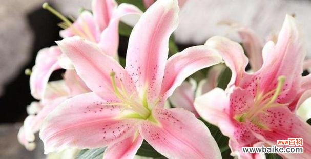 百合花语传递的美好与深意 百合花语大全及寓意解读