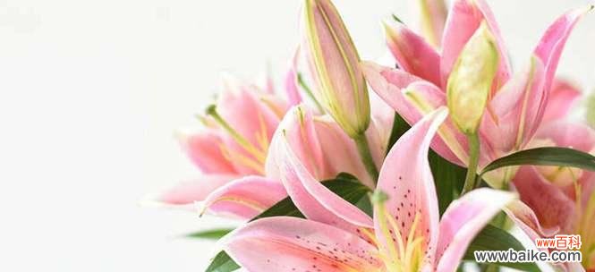 百合花语传递的美好与深意 百合花语大全及寓意解读