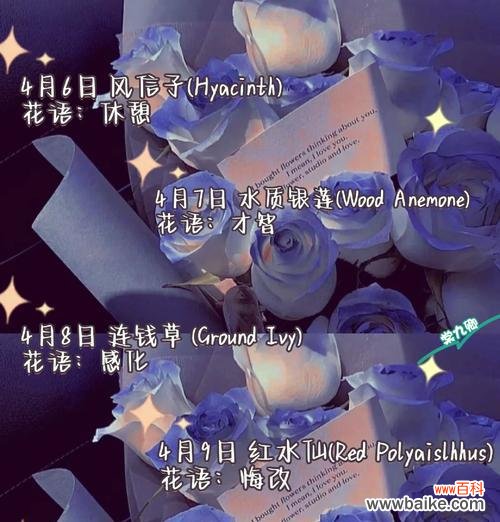 探秘三角梅的花语与背后故事,揭开这朵花的神秘面纱 三角梅