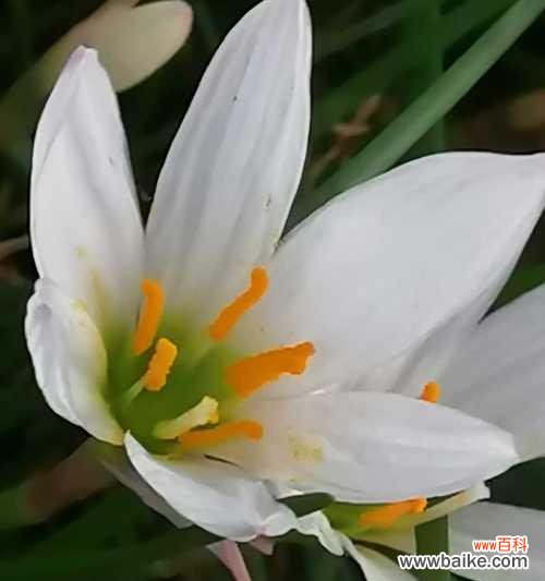 葱花寓意的深层内涵及象征意义 葱花花语之含义解读