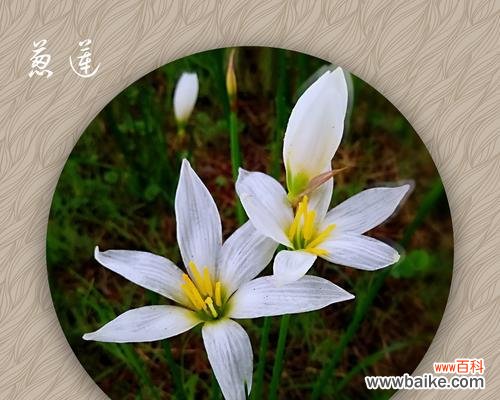 葱花寓意的深层内涵及象征意义 葱花花语之含义解读