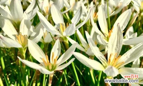 葱花寓意的深层内涵及象征意义 葱花花语之含义解读