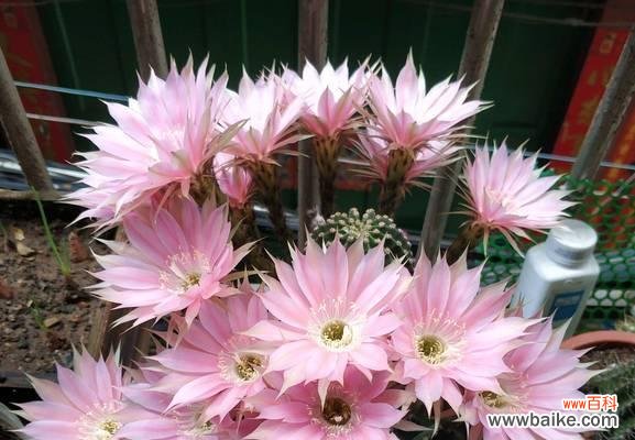 探索刺球开花的美丽和深意 以刺球开花的寓意与象征意义