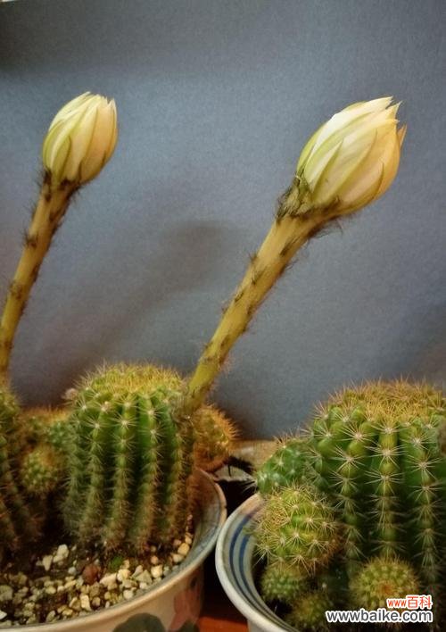 探索刺球开花的美丽和深意 以刺球开花的寓意与象征意义