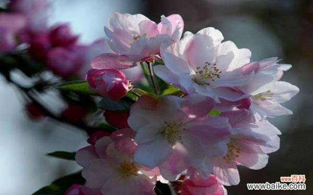 唤醒生机的花朵 春海棠花的寓意和象征风水