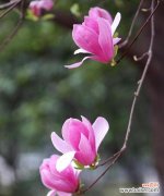 探寻大理市花茶花的花语和文化内涵 大理市的市花——茶花的美丽与意义