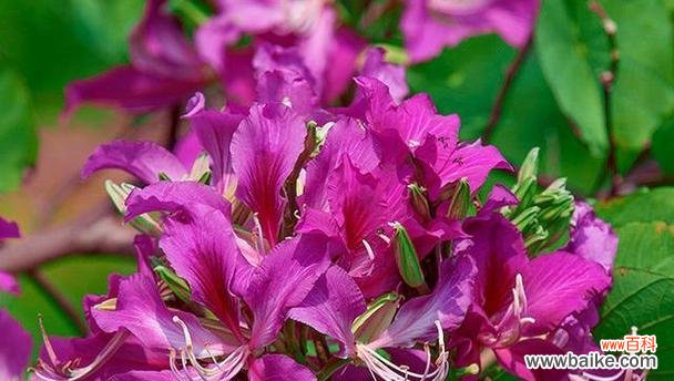 探寻大理市花茶花的花语和文化内涵 大理市的市花——茶花的美丽与意义